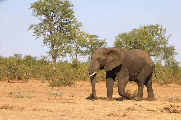 Afrikanischer Elefant African Elephant Loxodonta Africana — 스톡 사진