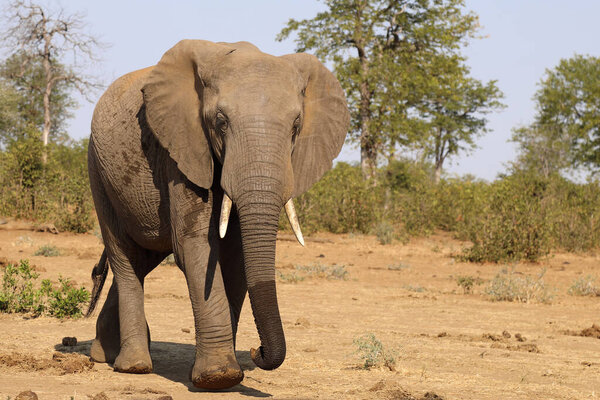 Afrikanischer Elefant / African elephant / Loxodonta africana