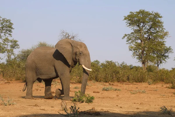 Afrikanischer Elefant African Elephant Loxodonta Africana — 图库照片