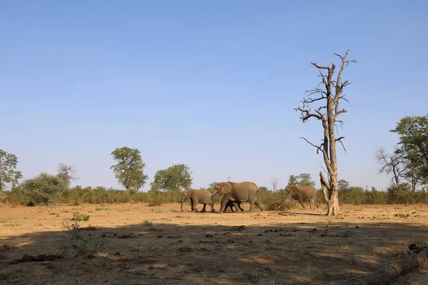 Afrikanischer Elefant African Elephant Loxodonta Africana — Fotografia de Stock