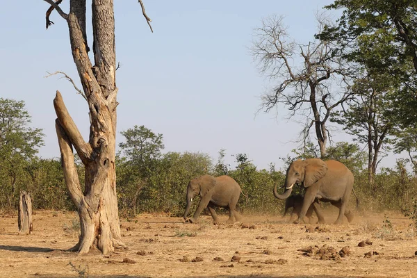 Afrikanischer Elefant African Elephant Loxodonta Africana — Fotografia de Stock