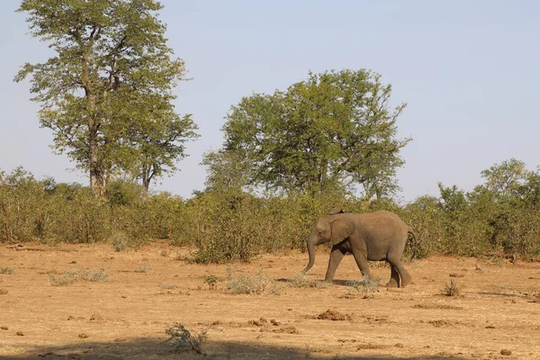 Afrikanischer Elefant African Elephant Loxodonta Africana — Fotografia de Stock