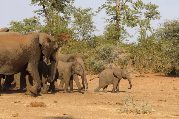 Afrikanischer Elefant African Elephant Loxodonta Africana — Zdjęcie stockowe