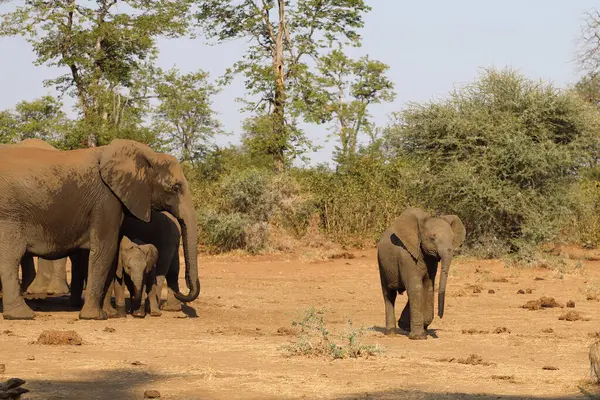 Afrikanischer Elefant African Elephant Loxodonta Africana — 스톡 사진