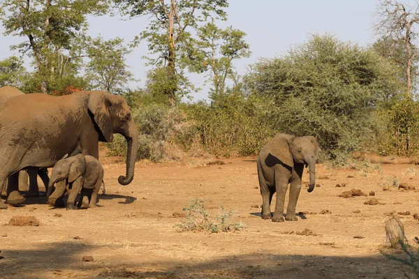 Afrikanischer Elefant African Elephant Loxodonta Africana — 스톡 사진