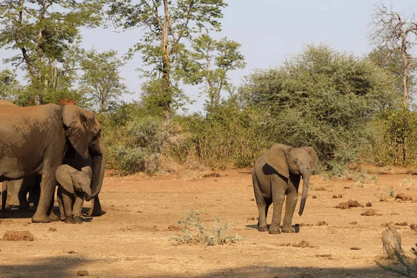 Afrikanischer Elefant African Elephant Loxodonta Africana — 스톡 사진