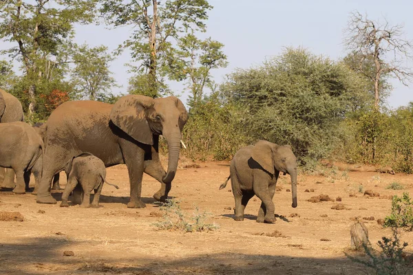 Afrikanischer Elefant African Elephant Loxodonta Africana — Stockfoto