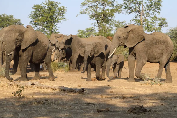 Afrikanischer Elefant African Elephant Loxodonta Africana — Stock fotografie