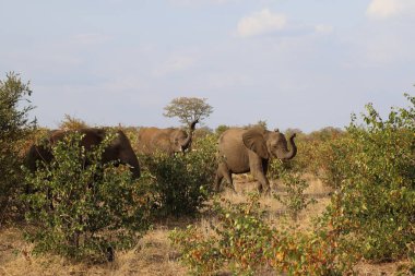 Afrikanischer Elefant / African elephant / Loxodonta africana