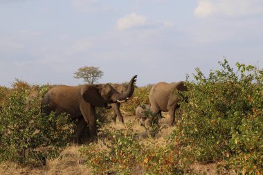 Afrikanischer Elefant / African elephant / Loxodonta africana