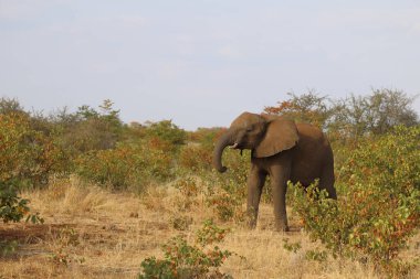 Afrikanischer Elefant / African elephant / Loxodonta africana