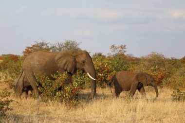 Afrikanischer Elefant / African elephant / Loxodonta africana