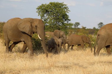 Afrikanischer Elefant / African elephant / Loxodonta africana