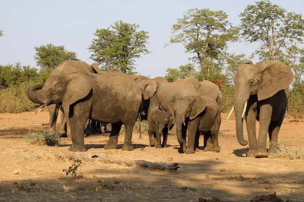 Afrikanischer Elefant African Elephant Loxodonta Africana — Foto Stock