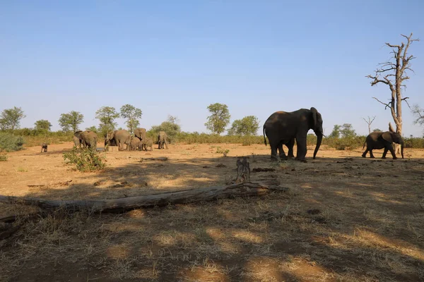 Afrikanischer Elefant African Elephant Loxodonta Africana — Fotografia de Stock