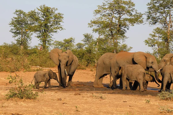 Afrikanischer Elefant African Elephant Loxodonta Africana — Foto Stock