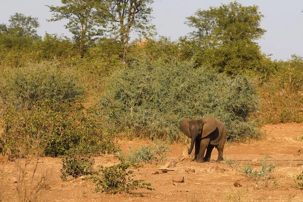 Afrikanischer Elefant African Elephant Loxodonta Africana — Fotografia de Stock