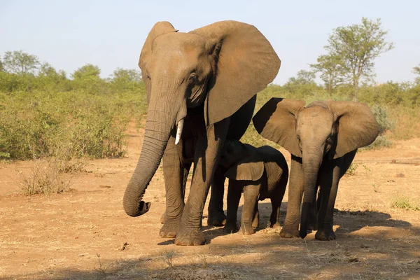 Afrikanischer Elefant African Elephant Loxodonta Africana — стокове фото