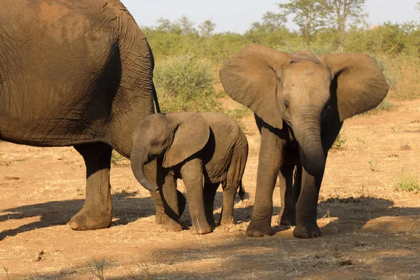 Afrikanischer Elefant African Elephant Loxodonta Africana — 스톡 사진