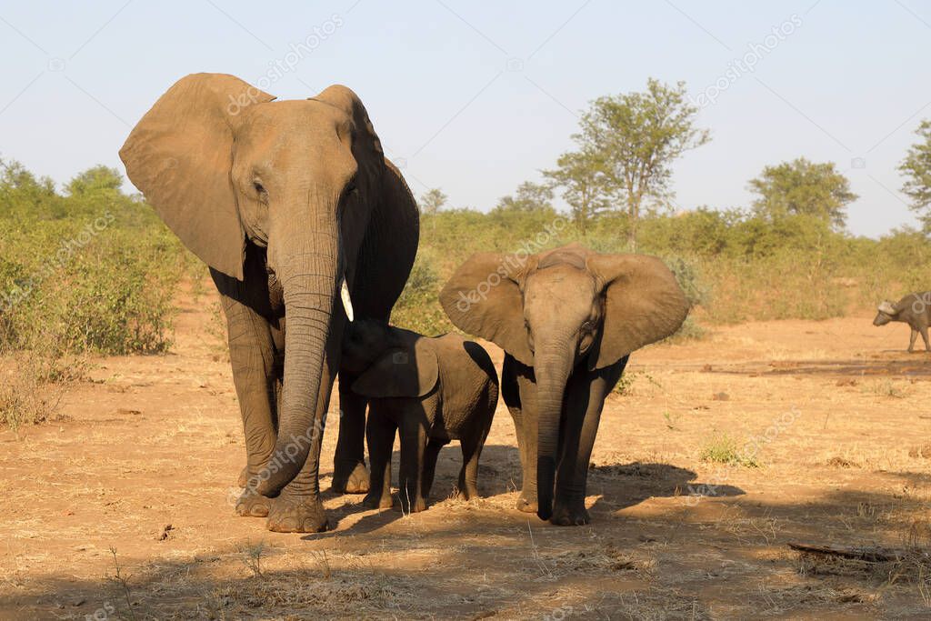 Afrikanischer Elefant / African elephant / Loxodonta africana