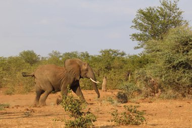 Afrikanischer Elefant / African elephant / Loxodonta africana