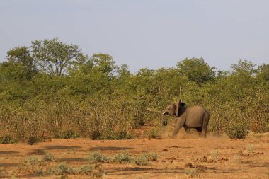 Afrikanischer Elefant / African elephant / Loxodonta africana