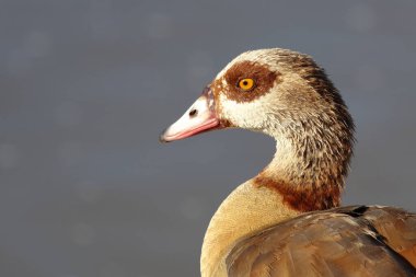 Nilgans / Egyptian Goose / Alopochen aegyptiacus