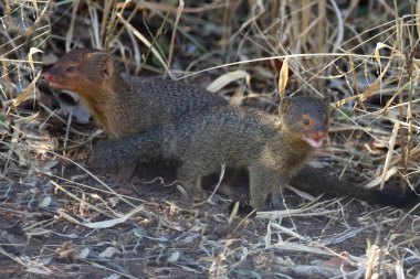 Schlankmanguste / Slender mongoose / Galerella sanguinea