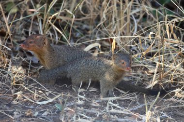 Schlankmanguste / Slender mongoose / Galerella sanguinea
