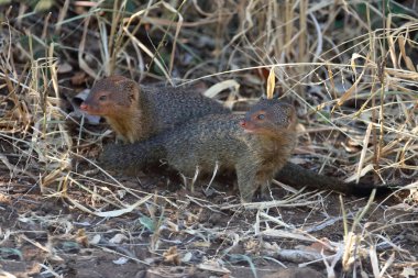 Schlankmanguste / Slender mongoose / Galerella sanguinea