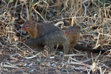 Schlankmanguste / Slender mongoose / Galerella sanguinea