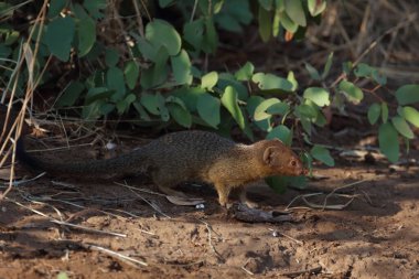 Schlankmanguste / Slender mongoose / Galerella sanguinea