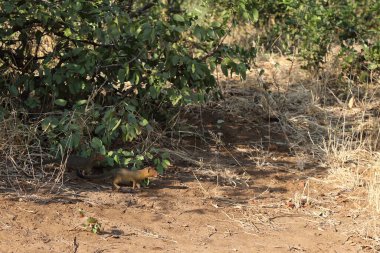 Schlankmanguste / Slender mongoose / Galerella sanguinea