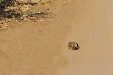 Schlankmanguste / Slender mongoose / Galerella sanguinea