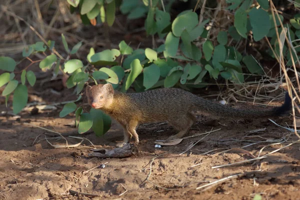 Schlankmanguste Slender Mongoose Galerella Sanguinea — Fotografia de Stock