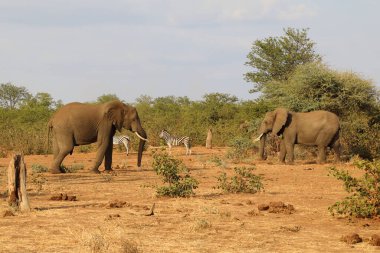 Afrikanischer Elefant und Steppenzebra / African elephant and Burchell's zebra / Loxodonta africana et Equus burchellii