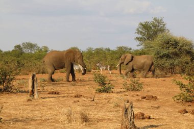 Afrikanischer Elefant und Steppenzebra / African elephant and Burchell's zebra / Loxodonta africana et Equus burchellii