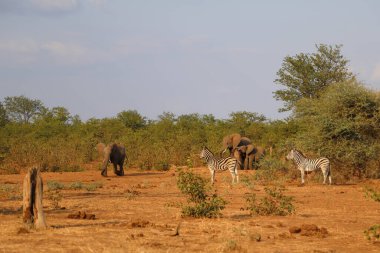 Afrikanischer Elefant und Steppenzebra / African elephant and Burchell's zebra / Loxodonta africana et Equus burchellii