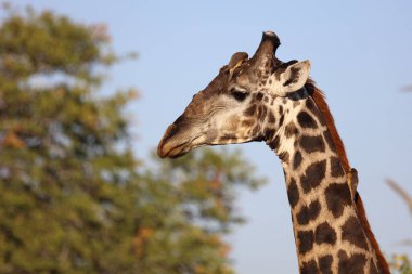 Giraffe und Gelbschnabel-Madenhacker / Giraffe and Yellow-billed oxpecker / Giraffa Camelopardalis et Buphagus africanus