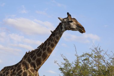 Giraffe und Gelbschnabel-Madenhacker / Giraffe and Yellow-billed oxpecker / Giraffa Camelopardalis et Buphagus africanus