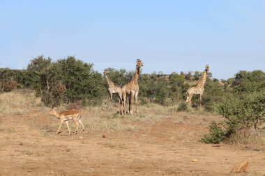 Giraffe und Schwarzfersenantilope / Giraffe and Impala / Giraffa Camelopardalis et Aepyceros melampus