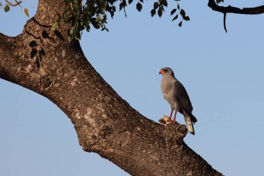 Kleiner Singhabicht / Dark chanting goshawk / Melierax metabates