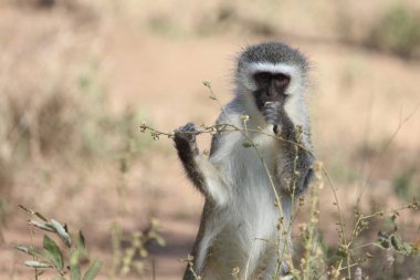 Vervet monkey / Cercopithecus aethiops