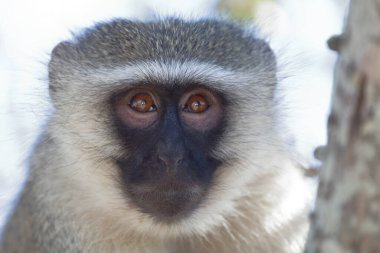 Vervet monkey / Cercopithecus aethiops
