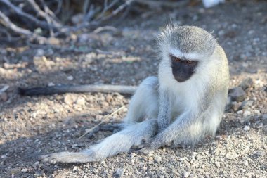 Vervet monkey / Cercopithecus aethiops