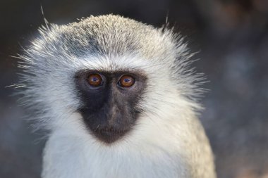 Vervet monkey / Cercopithecus aethiops