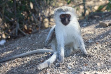 Vervet monkey / Cercopithecus aethiops