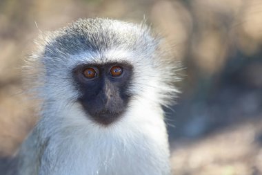Vervet monkey / Cercopithecus aethiops