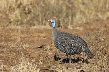 Helmperlhuhn / Helmeted Guineafowl / Numida meleagris 