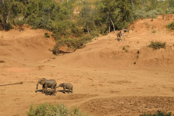 Afrikanischer Elefant Und Giraffe Mphongolo River African Elephant Giraffe Mphongolo — Stockfoto